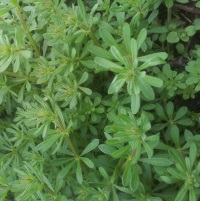 Cleavers bursting with spring freshness.